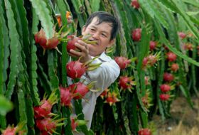 Bình Thuận: Triển khai trồng 3.000 ha 